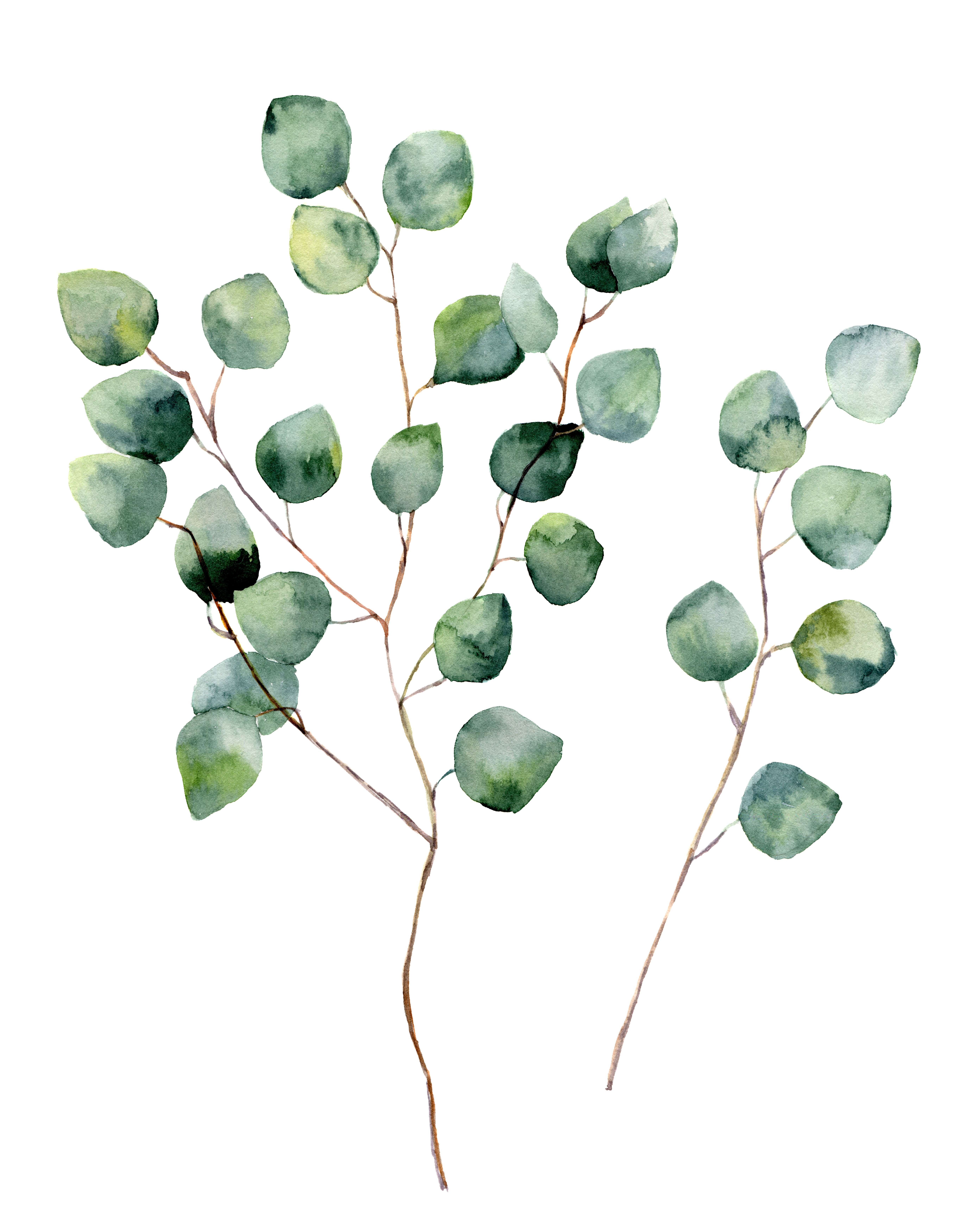 The Of Eucalyptus Giggle Magazine The Of Eucalyptus
